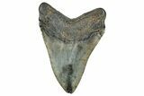 Fossil Megalodon Tooth - South Carolina #327554-1